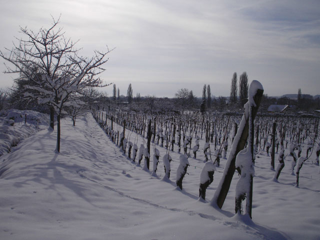 Les vignes sous la neige